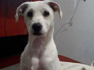 Cachorro raça Sem Raça Definida  idade 2 a 6 meses nome Apolo