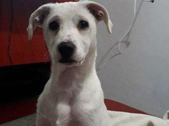 Cachorro ra a Sem Raça Definida  idade 2 a 6 meses nome Apolo