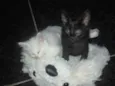 Laila e luna