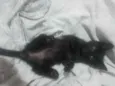 Laila e luna