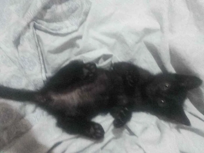 Gato ra a Pcb idade Abaixo de 2 meses nome Laila e luna