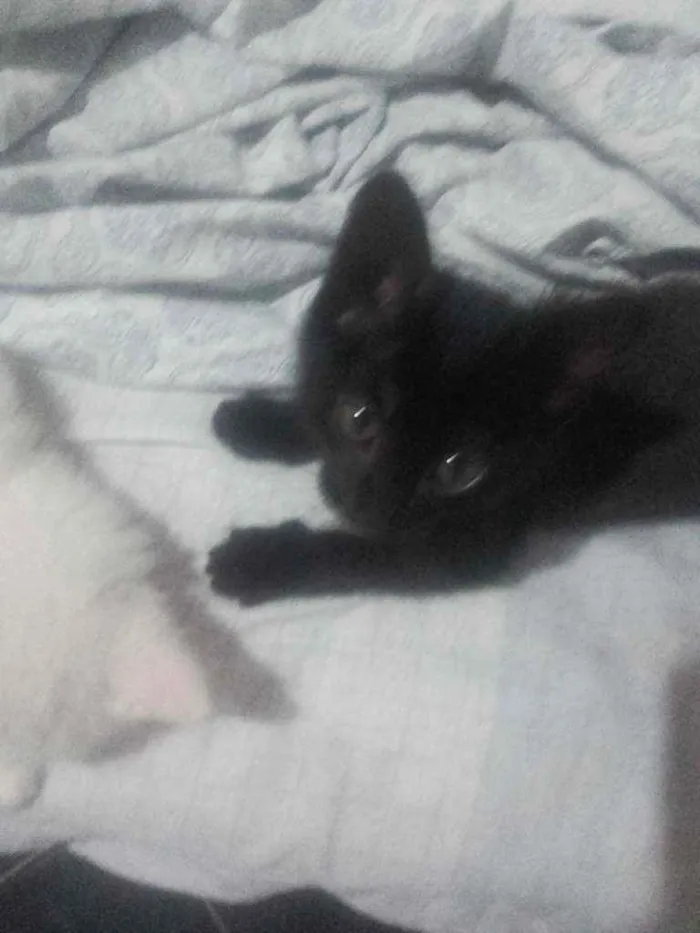 Gato ra a Pcb idade Abaixo de 2 meses nome Laila e luna