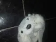 Laila e luna