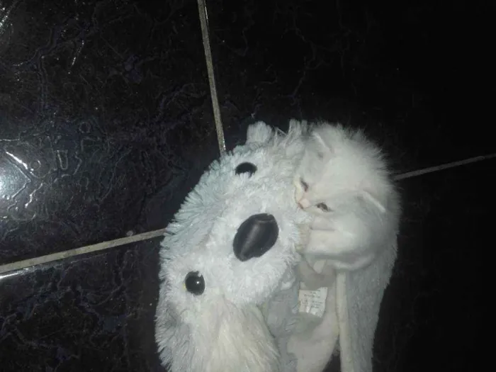 Gato ra a Pcb idade Abaixo de 2 meses nome Laila e luna