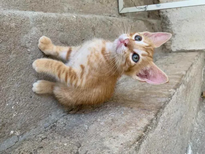 Gato ra a  idade Abaixo de 2 meses nome Fred 