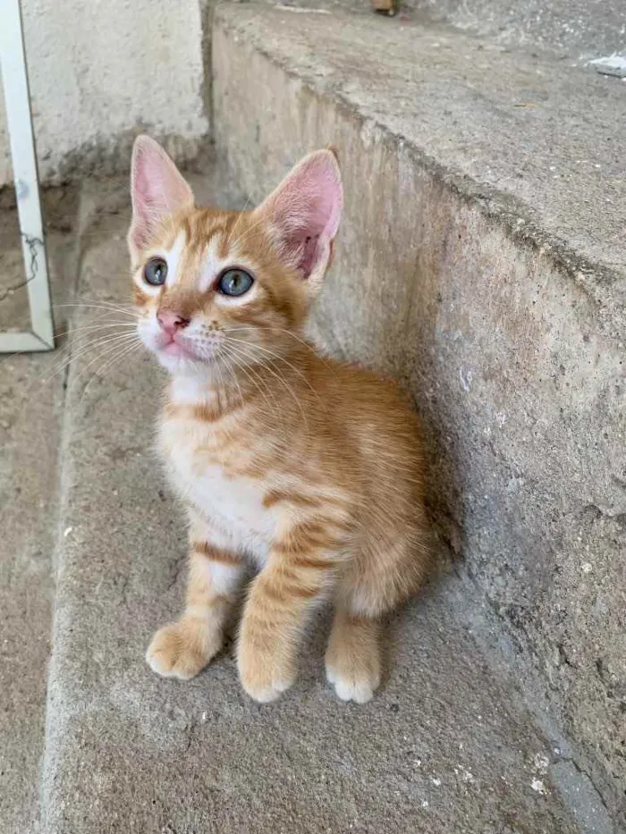 Gato ra a  idade Abaixo de 2 meses nome Fred 