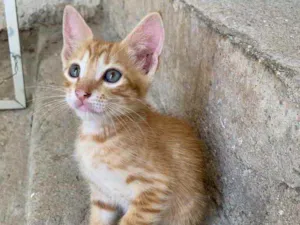 Gato raça  idade Abaixo de 2 meses nome Fred 