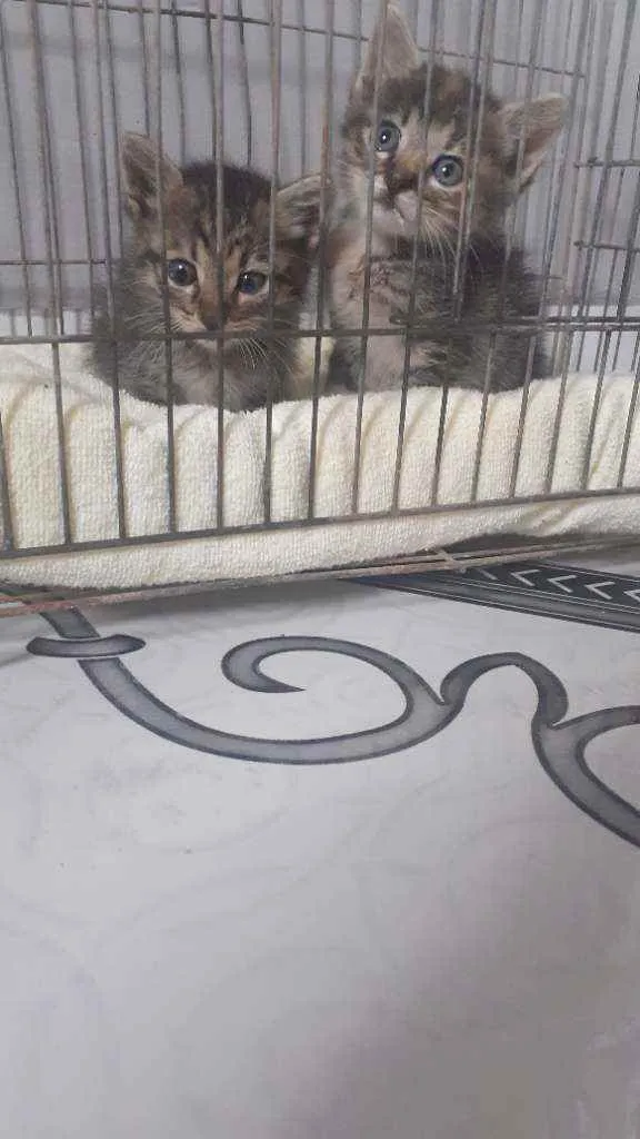 Gato raça Não sei  idade Abaixo de 2 meses nome Tigre e Tigrinha