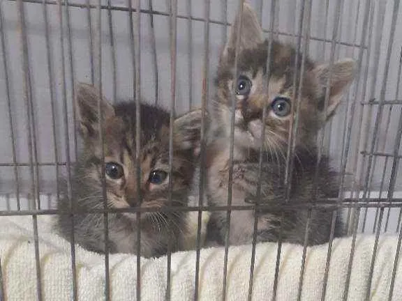 Gato raça Não sei  idade Abaixo de 2 meses nome Tigre e Tigrinha