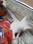 Misti