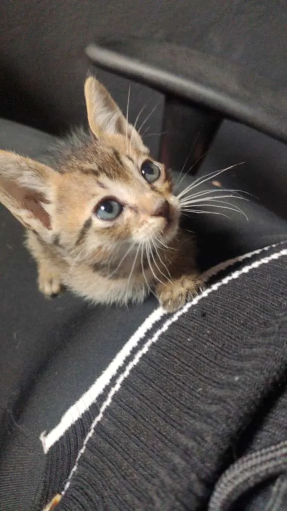 Gato ra a  idade Abaixo de 2 meses nome Não tem ainda