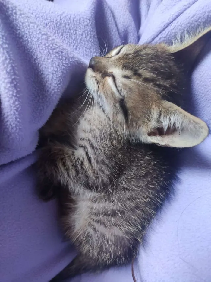 Gato ra a  idade Abaixo de 2 meses nome Não tem ainda