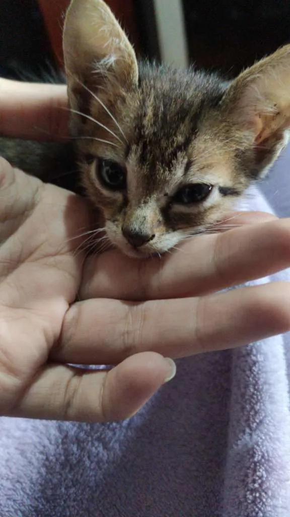 Gato ra a  idade Abaixo de 2 meses nome Não tem ainda
