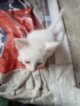Misti