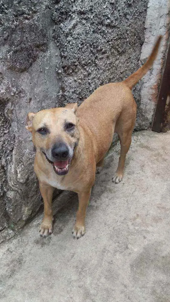 Cachorro raça Vira Lata idade 5 anos nome RADIJA