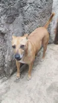 Cachorro raça Vira Lata idade 5 anos nome RADIJA