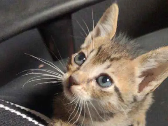 Gato ra a  idade Abaixo de 2 meses nome Não tem ainda
