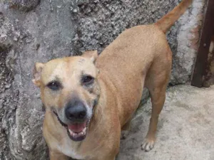 Cachorro raça Vira Lata idade 5 anos nome RADIJA