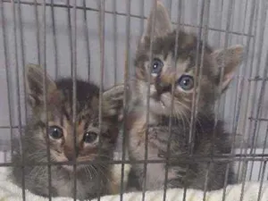 Gato raça Não sei  idade Abaixo de 2 meses nome Tigre e Tigrinha