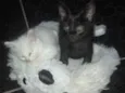 Laila e luna