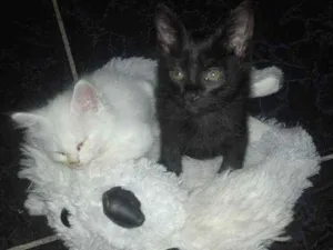 Gato raça Pcb idade Abaixo de 2 meses nome Laila e luna