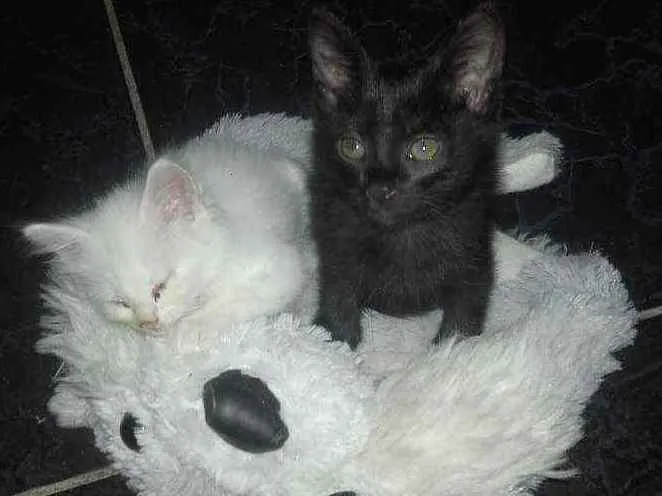 Gato ra a Pcb idade Abaixo de 2 meses nome Laila e luna