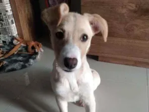 Cachorro raça Vira lata idade 2 a 6 meses nome Mel