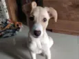 Mel