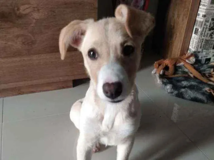 Cachorro ra a Vira lata idade 2 a 6 meses nome Mel