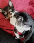 Gatinhos