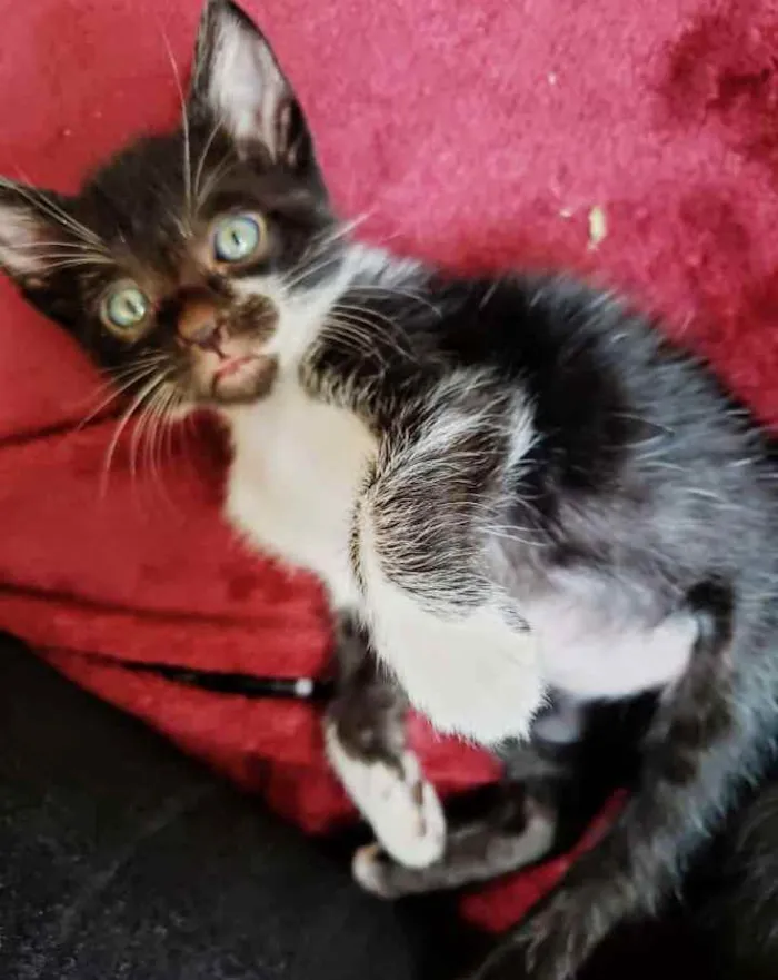 Gato raça SRD idade Abaixo de 2 meses nome Gatinhos