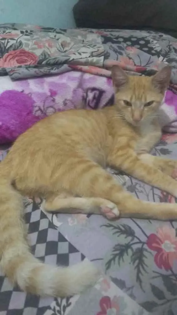 Gato raça Srd idade 2 a 6 meses nome Amarelinha