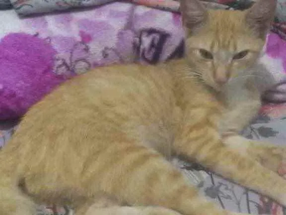 Gato raça Srd idade 2 a 6 meses nome Amarelinha
