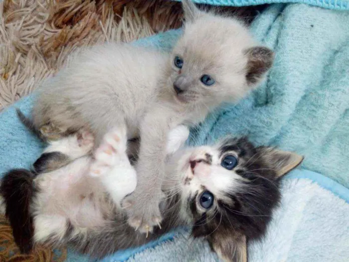 Gato ra a Sem raça. idade Abaixo de 2 meses nome Sem nome