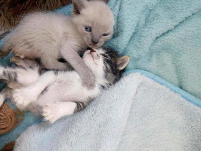 Gato ra a Sem raça. idade Abaixo de 2 meses nome Sem nome