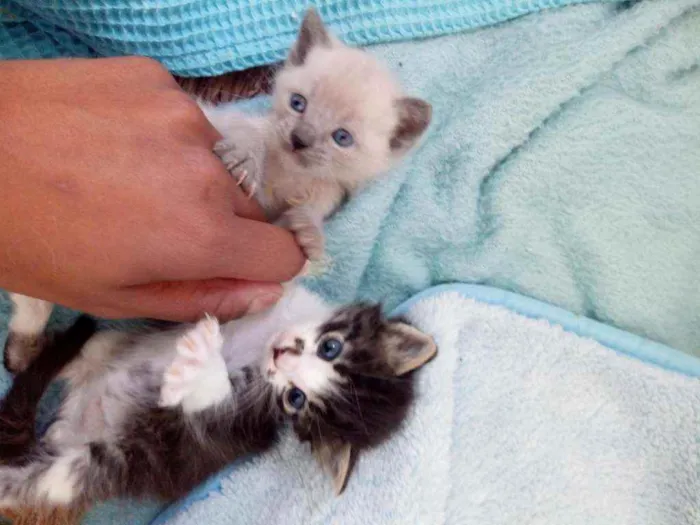 Gato ra a Sem raça. idade Abaixo de 2 meses nome Sem nome