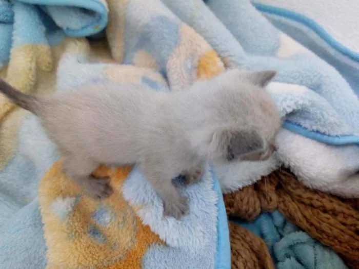 Gato ra a Sem raça. idade Abaixo de 2 meses nome Sem nome