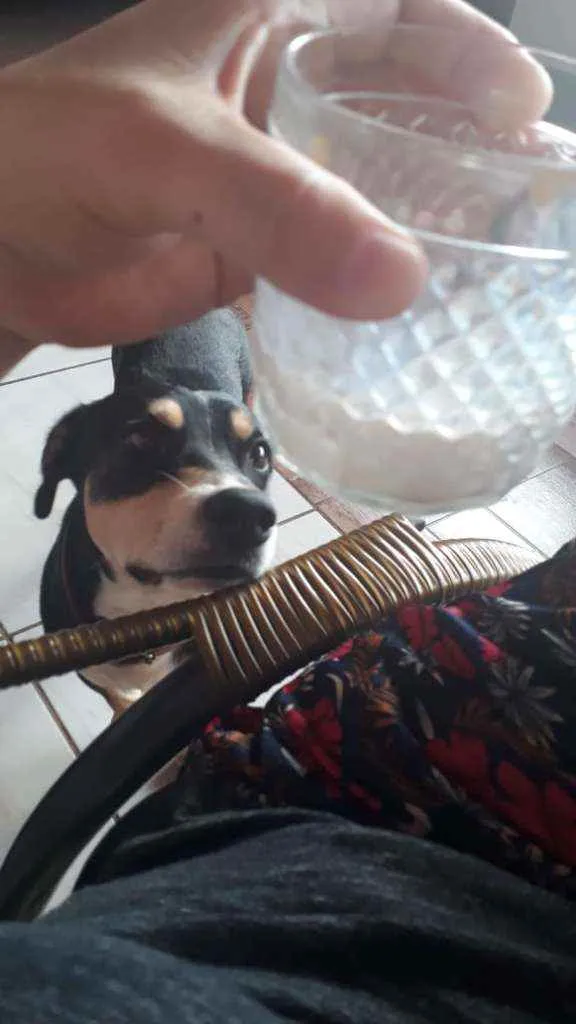 Cachorro ra a Vira lata idade 1 ano nome Flash