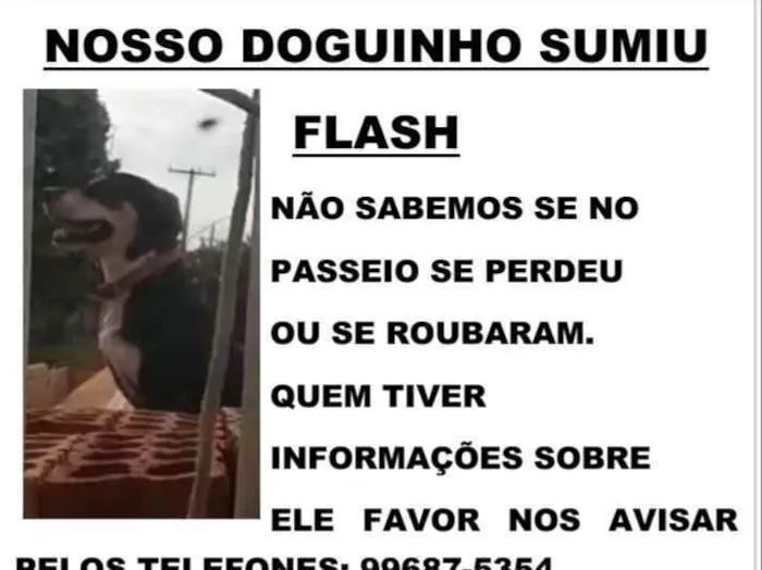 Cachorro ra a Vira lata idade 1 ano nome Flash