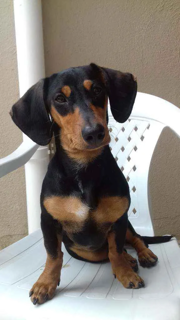 Cachorro ra a Basset dachshund idade 2 a 6 meses nome Nina