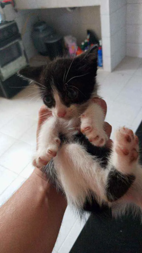 Gato ra a  idade Abaixo de 2 meses nome Sem Nome