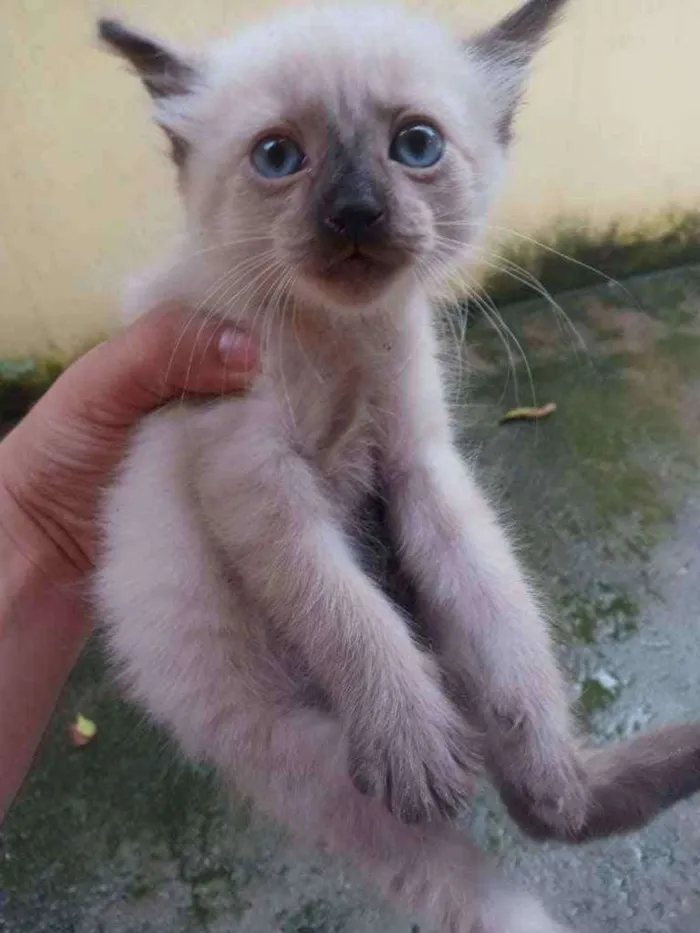 Gato ra a  idade Abaixo de 2 meses nome Sem Nome