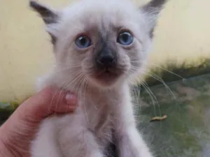 Gato raça  idade Abaixo de 2 meses nome Sem Nome