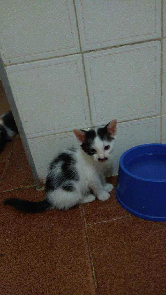 Gato raça Srd idade 2 a 6 meses nome Sem nome