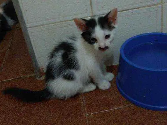 Gato raça Srd idade 2 a 6 meses nome Sem nome