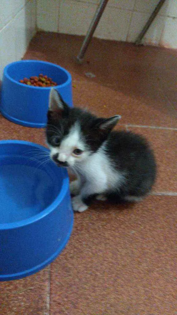 Gato raça Srd idade 2 a 6 meses nome Sem nome