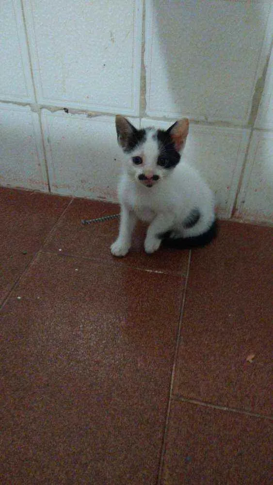Gato raça Srd idade 2 a 6 meses nome Sem nome