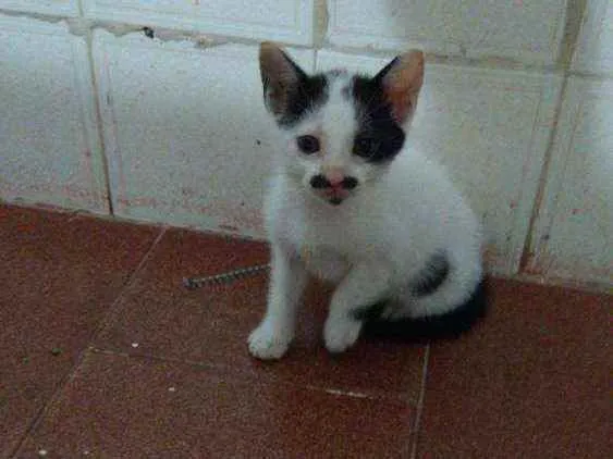 Gato raça Srd idade 2 a 6 meses nome Sem nome
