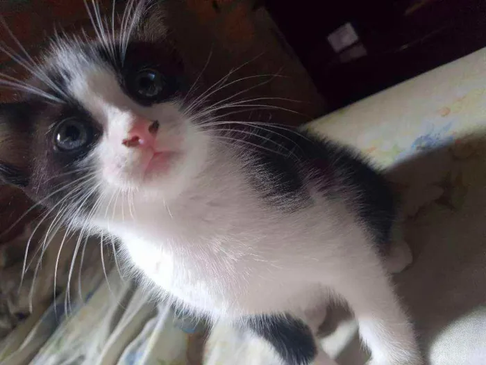 Gato ra a  idade 2 a 6 meses nome Lilo, gaia e mary