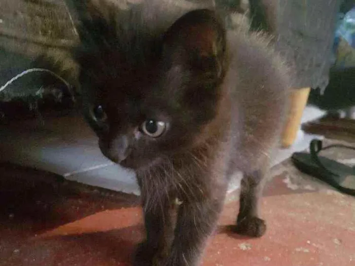 Gato ra a  idade 2 a 6 meses nome Lilo, gaia e mary